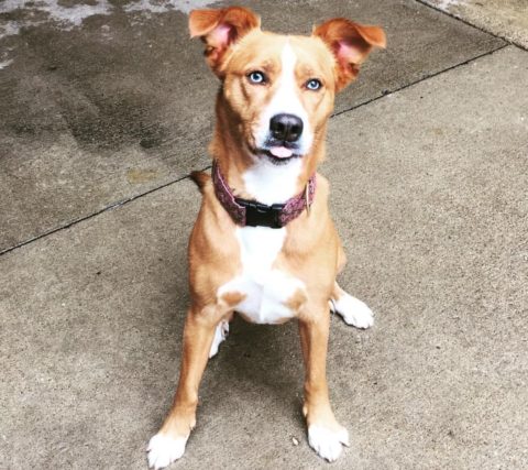 Daycare Pet daycare chicago daycare dog daycare chicago